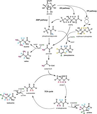 Biosynthetic and catabolic pathways control amino acid δ2H values in aerobic heterotrophs